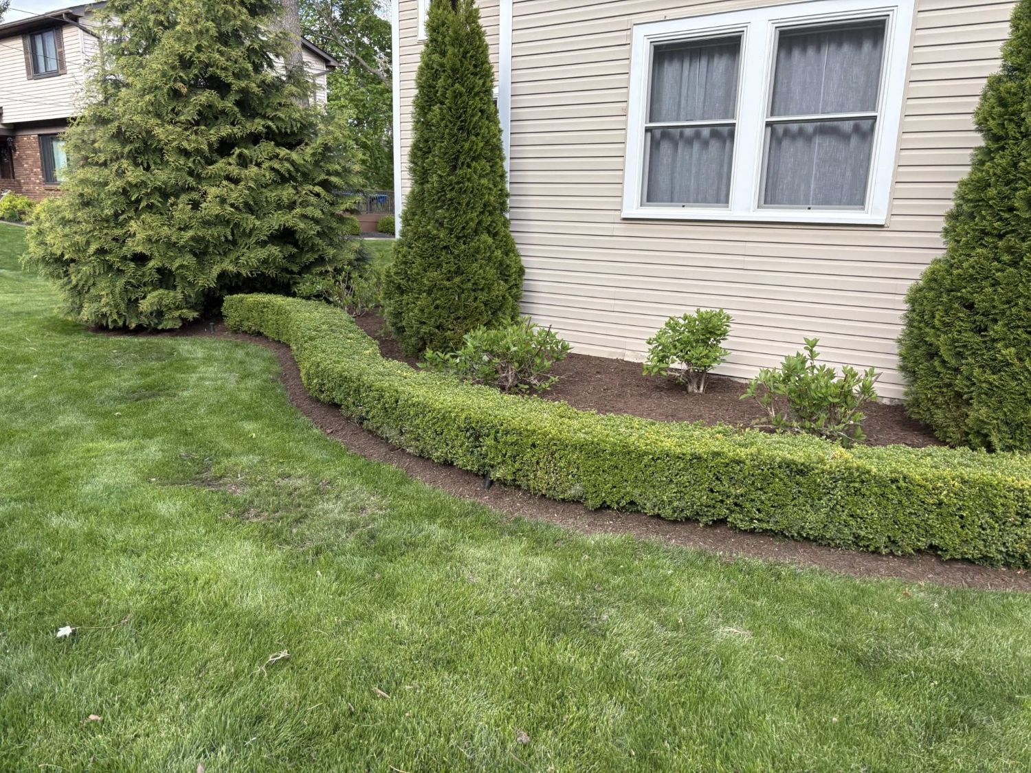 Precision shrub trimming and edging by Alfie's Landscaping Michigan